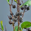 Decorator's Warehouse 32" Berry Branch Spray - Black > Christmas Decor
