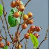 Decorator's Warehouse 32" Berry Branch Spray - Chestnut > Christmas Decor