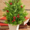 Decorator's Warehouse 14" Cedar Berry Tree > Cardinal|Tabletop & Accent Trees