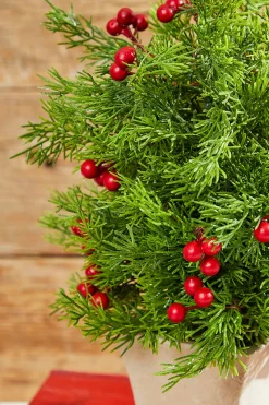 Decorator's Warehouse 14" Cedar Berry Tree > Cardinal|Tabletop & Accent Trees