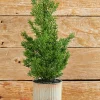 Decorator's Warehouse 18" Cypress Tree in Tin Pot > Cardinal|Tabletop & Accent Trees