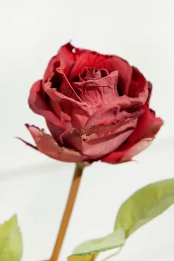 Decorator's Warehouse 21" Dried Red Rose Stem > Christmas Decor|Valentine'S Decor