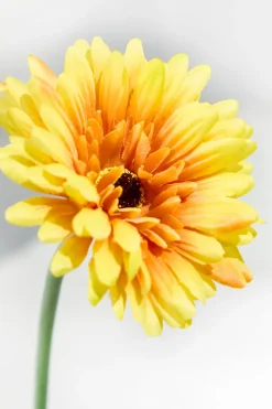 Decorator's Warehouse 22" Gerbera Daisy Stem > Christmas Decor|Spring Florals