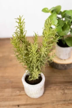 Decorator's Warehouse 9” Herb in a Pot - Rosemary > Christmas Decor|Spring Florals