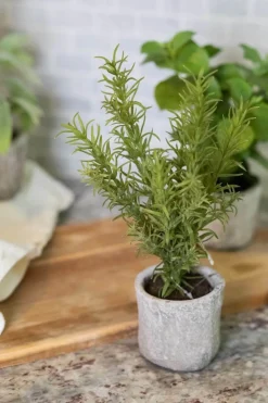 Decorator's Warehouse 9” Herb in a Pot - Rosemary > Christmas Decor|Spring Florals