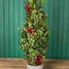 Decorator's Warehouse 20” Holiday Potted Boxwood Tree W/ Berry > Tabletop & Accent Trees|Christmas Accents