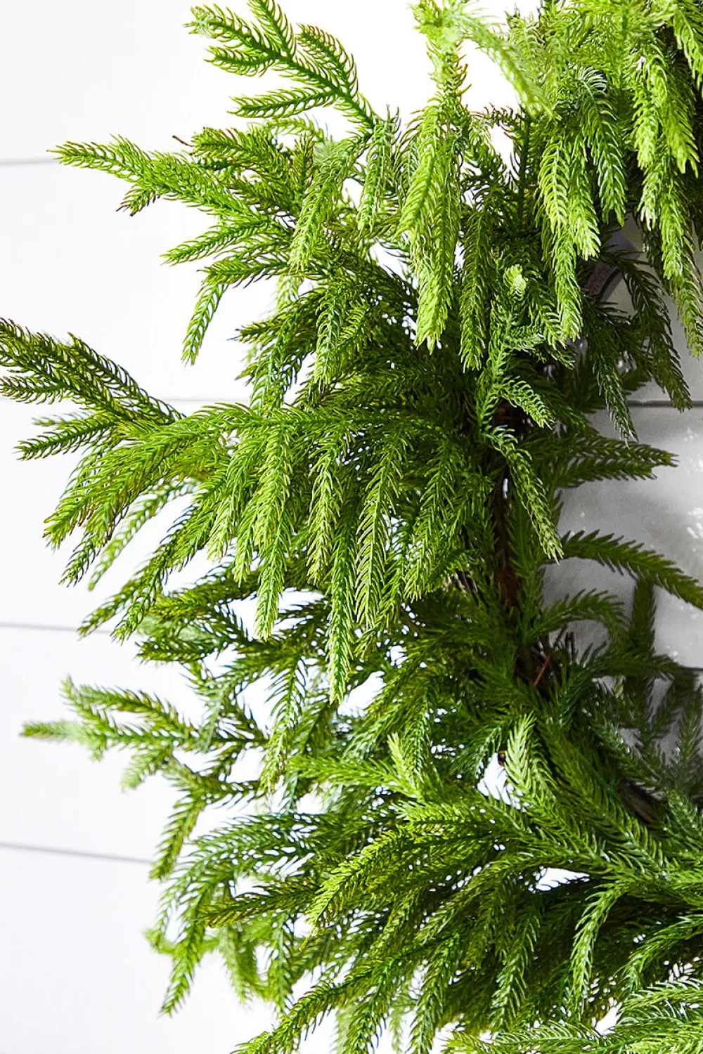 Decorator's Warehouse 24” Just Cut Norfolk Pine Wreath > Cardinal|60" Deluxe Norfolk Pine Garland