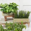 Decorator's Warehouse 11" Plastic Herbs In Wooden Box > Spring Greenery|Christmas Decor