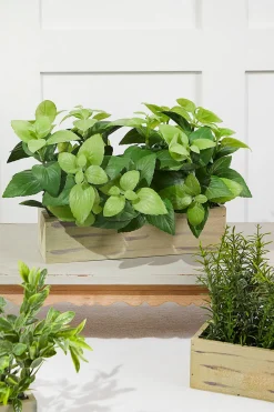 Decorator's Warehouse 11" Plastic Herbs In Wooden Box > Spring Greenery|Christmas Decor