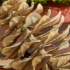 Decorator's Warehouse 8” Plastic Sequoia Pinecone with Wire Ornament > Christmas Decor|Natural Elegance