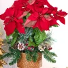 Decorator's Warehouse 24" Potted Poinsettia > Christmas Sale|Christmas Decor