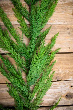 Decorator's Warehouse 48” Real Touch Lebanon Cedar Full Garland > Real Touch Garlands|Natural Greenery