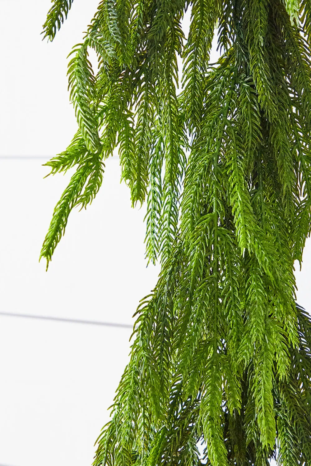 Decorator's Warehouse 72” Real Touch Norfolk Pine Garland > Real Touch Garlands|Cardinal