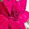Decorator's Warehouse 19" x 12" Fuchsia Poinsettia Stem > Christmas Sale|Christmas Flowers