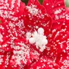 Decorator's Warehouse 19" x 13.5" Snowy Red Poinsettia Stem > Christmas Sale|Christmas Decor